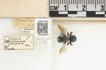 Media type: image;   Entomology 790479 Aspect: Labels